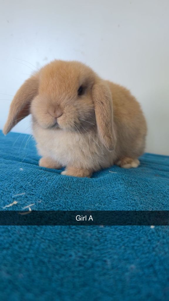 Beautiful pure breed mini lops ready to leave 