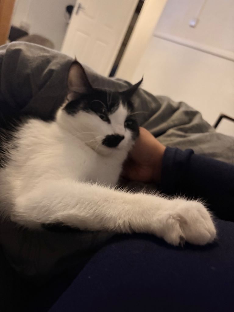 Domestic shorthairs x