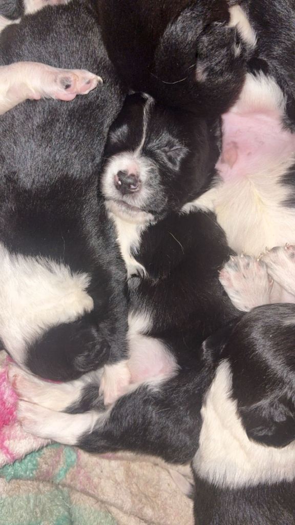 6 beautiful female pups