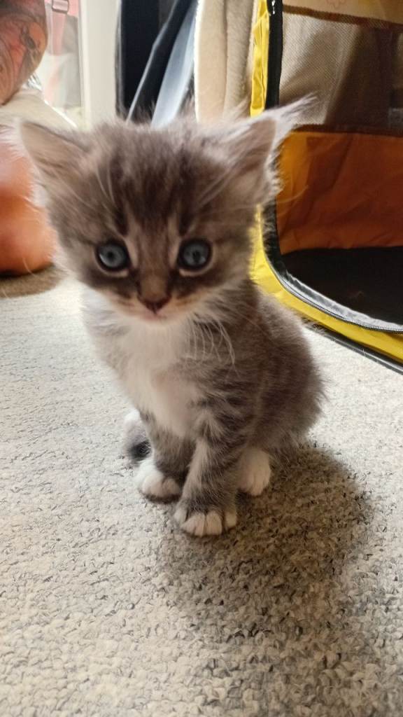 Kittens 
