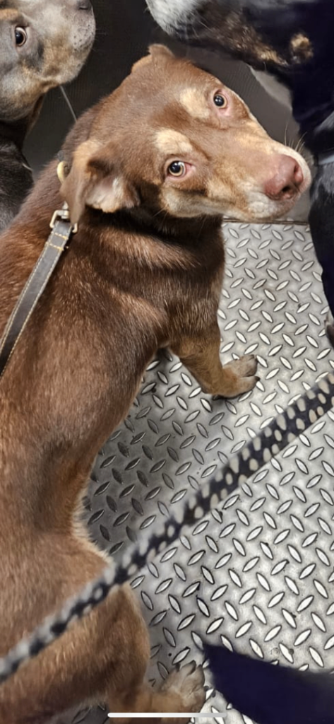 Husky mix cane corso x xl bully female