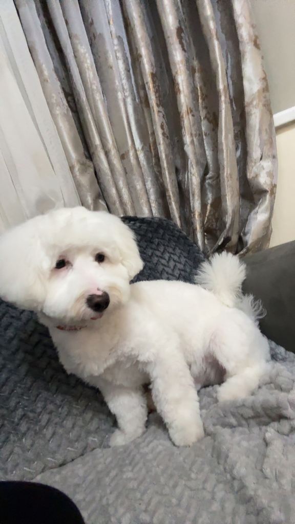 Bichon frise puppy 