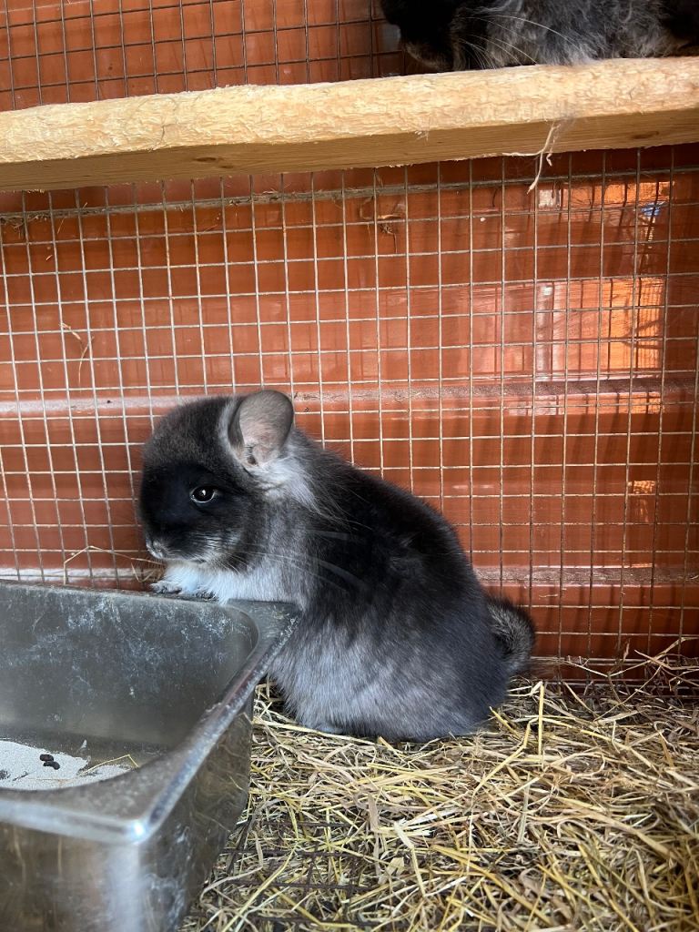 Chinchillas for sale 