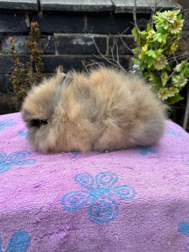 Lionhead Baby Rabbits 