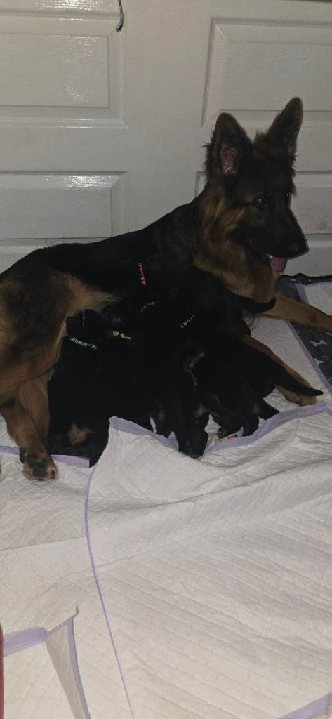 Long haired German Shepherd puppies