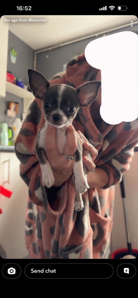 Apple head chihuahua puppies 