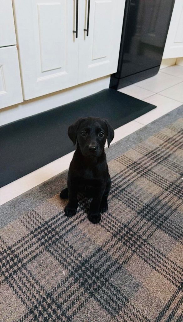 KC registered Black Labrador Puppy’s 
