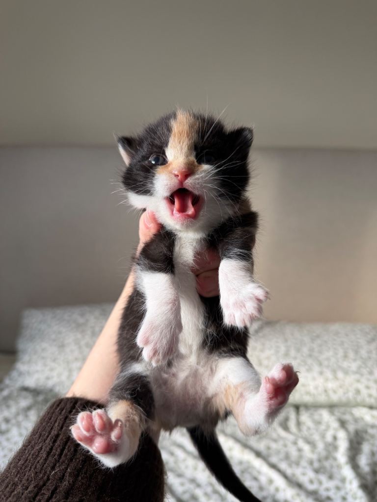 Beautiful kittens ready in JUNE 
