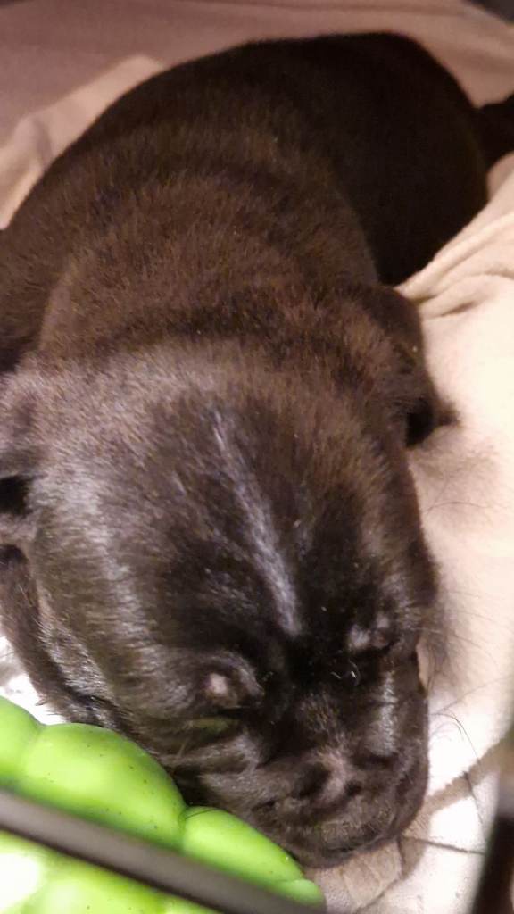 image for Staffordshire bull terrier cross pug 