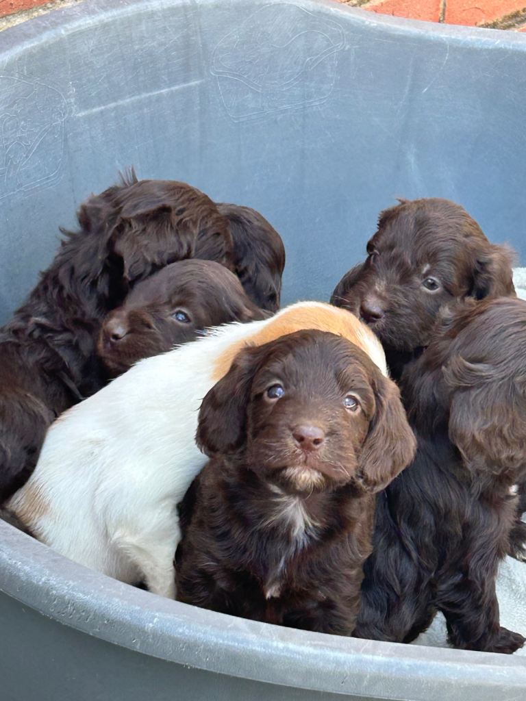 Cockerpoos 
