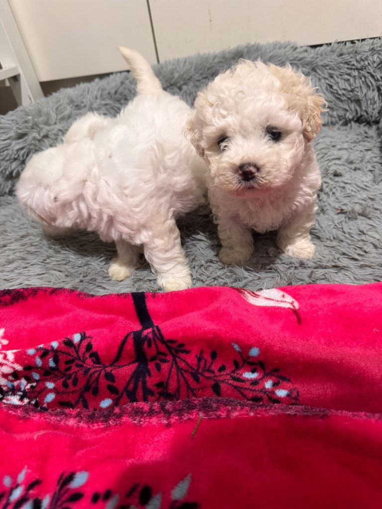  Maltese 