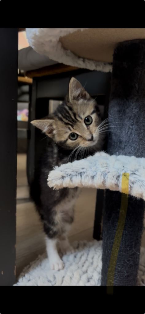 2 Kittens For Sale!