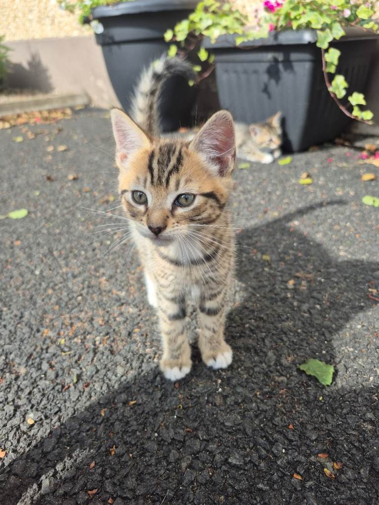 Tabby Kittens