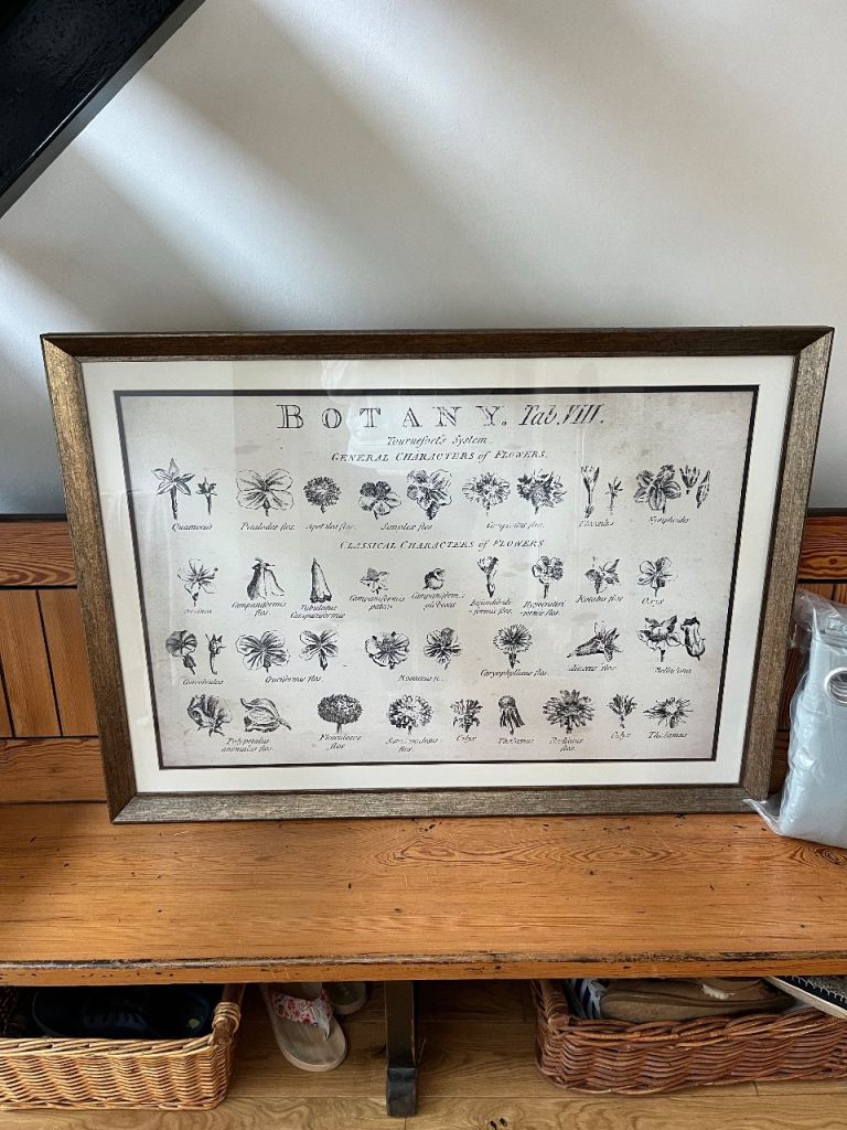 Large Antique Finish Framed Botanical Print