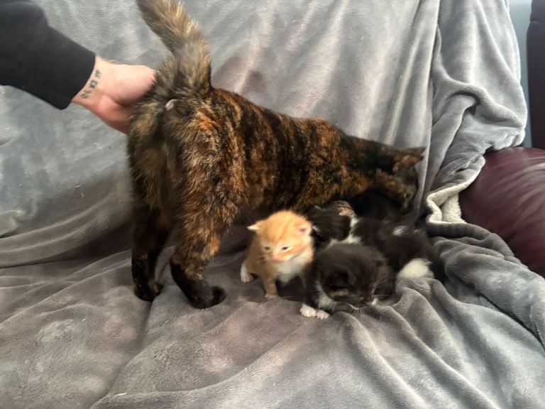Kittens for sale 