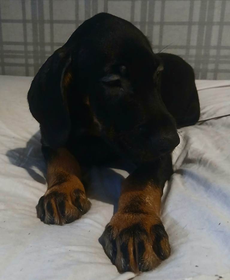 irish setter x puppies 