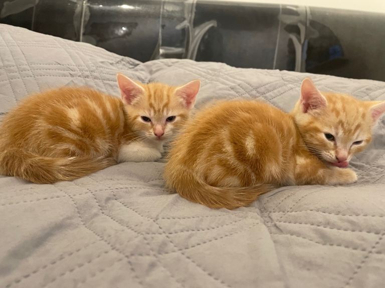 🐾 ADORABLE GINGER KITTENS LOOKING FOR THEIR FOREVER HOMES 🐾 