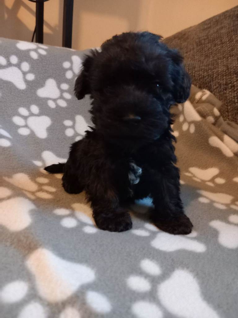 TOY SHNOODLES READY 21ST DEC