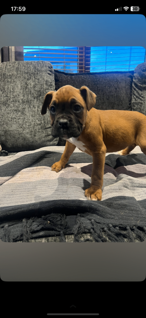 Boxer puppies for sale 