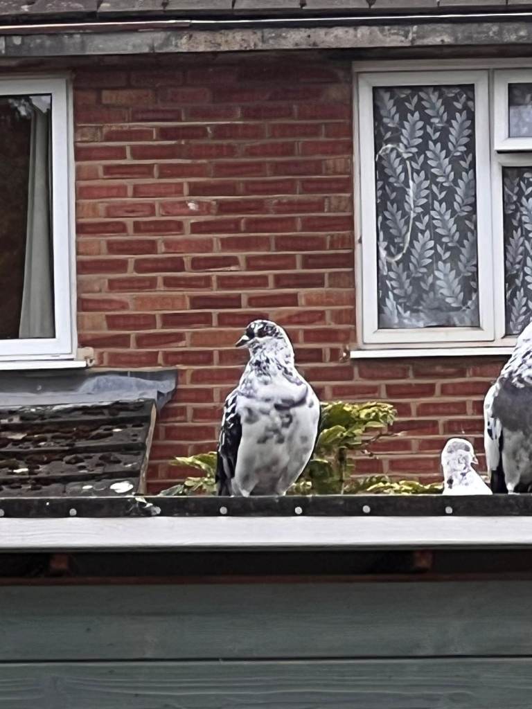 Highflyer pigeons 