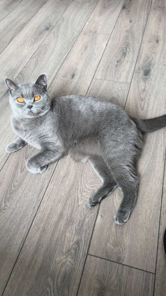 British Short Hair - Kiko - female. 