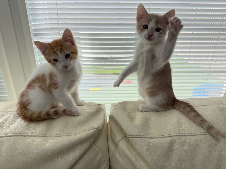 Kittens 🐱 white ginger cream 8wks x2