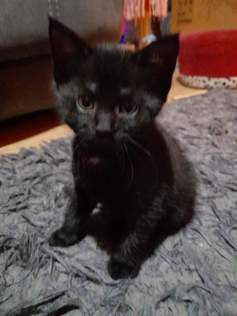 4 black kittens looking for their forever homes 