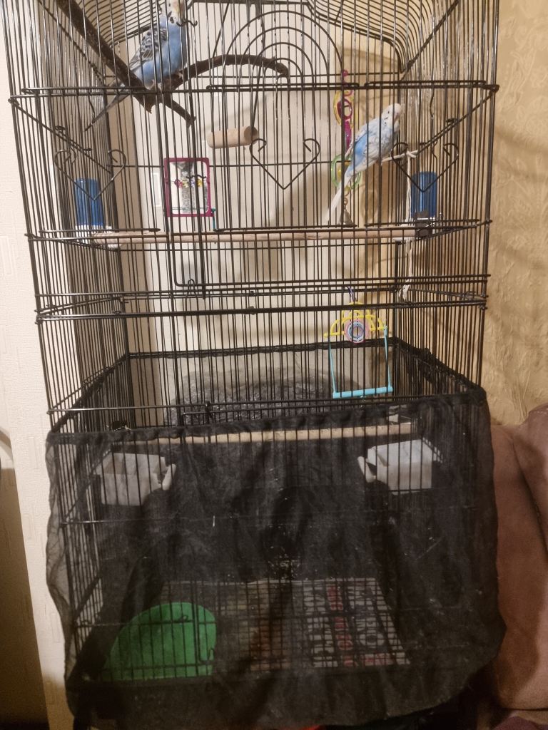 Two Blue Budgies With Cage and Accessories 