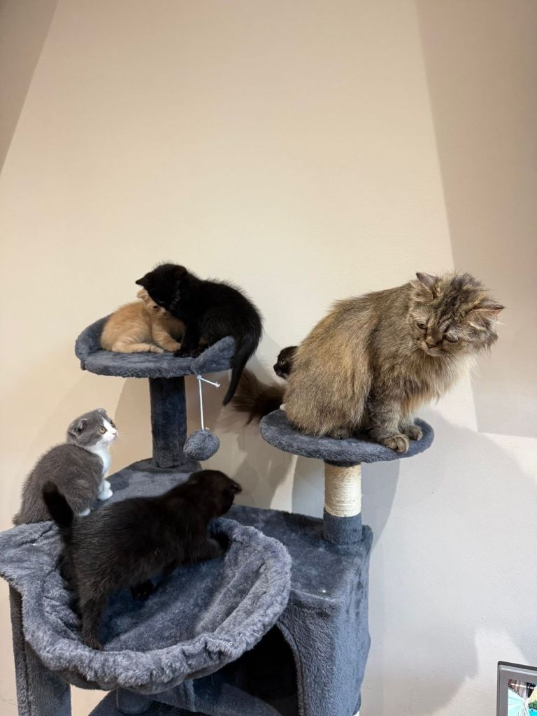 5 Adorable Kittens 