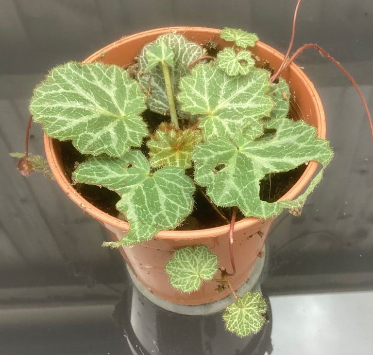 Strawberry Saxifraga / Mother of Thousands Plants. 6 Available 