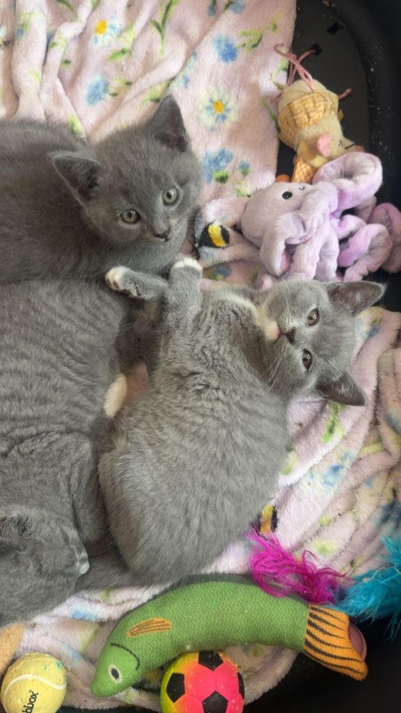 British shorthair kittens British blues ♥️