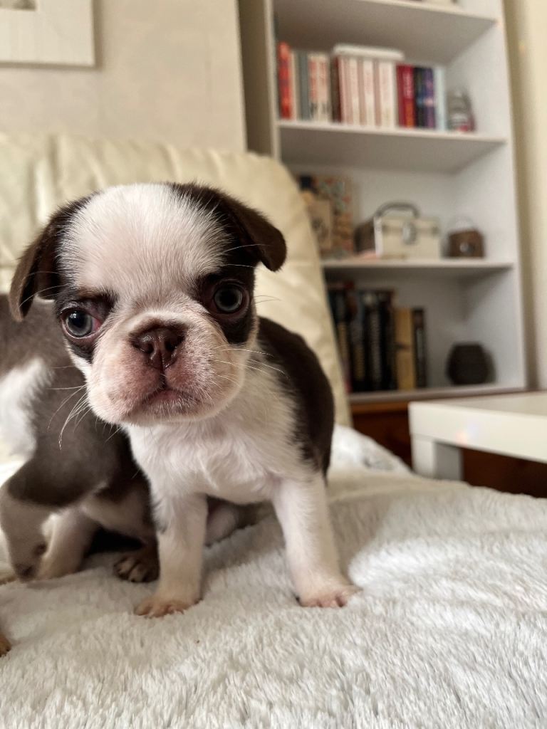 Frug Puppies for sale