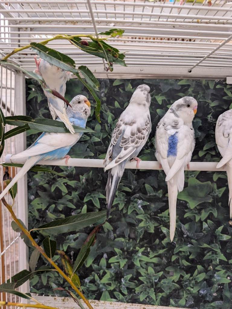 Baby budgie and starter cage