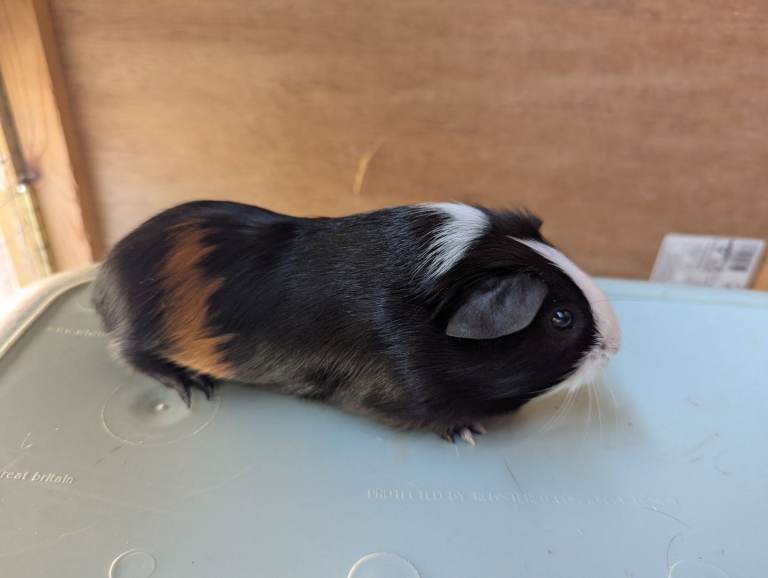 Baby guinea pig 