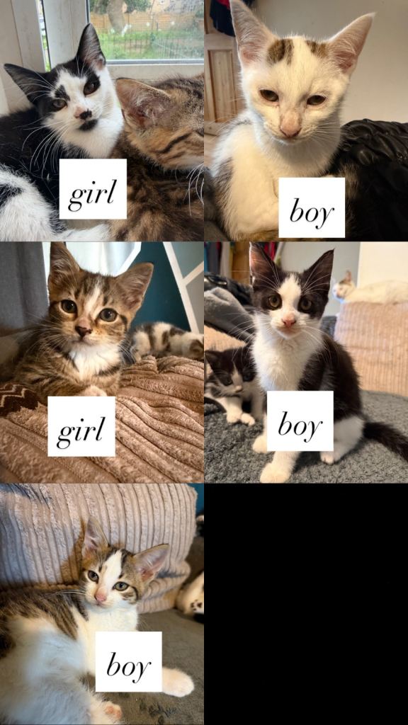 Kittens