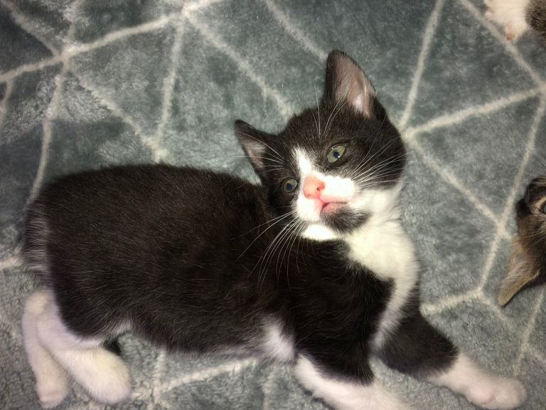 Kittens