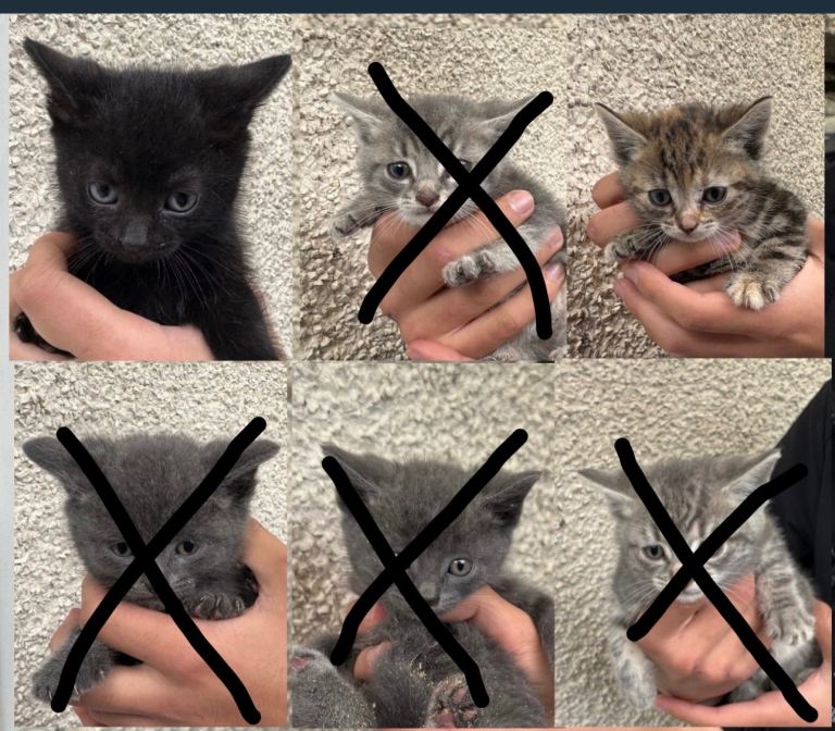 2 MONTH 6 KITTENS FOR SALE