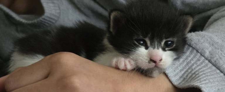 Black and white bengal