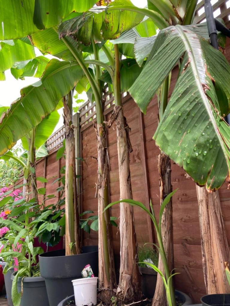 2 metre banana plant