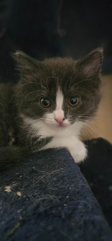 Kittens