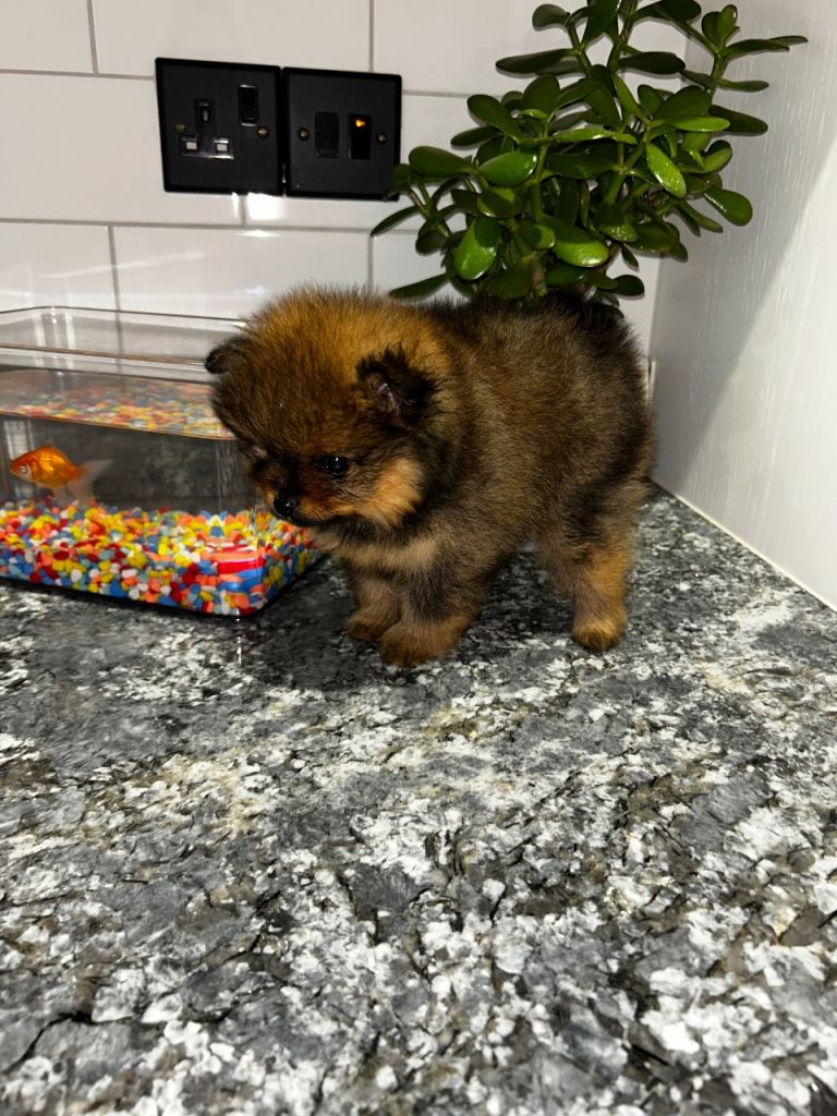 Kc full pedigree puppies 