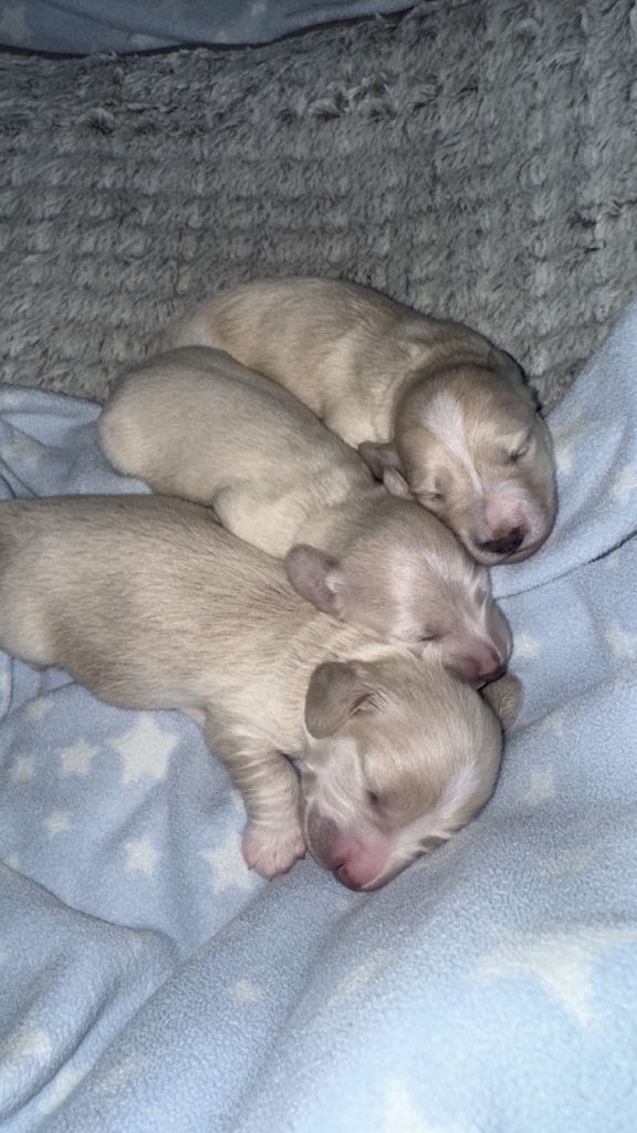 Stunning miniature dachshund pups!