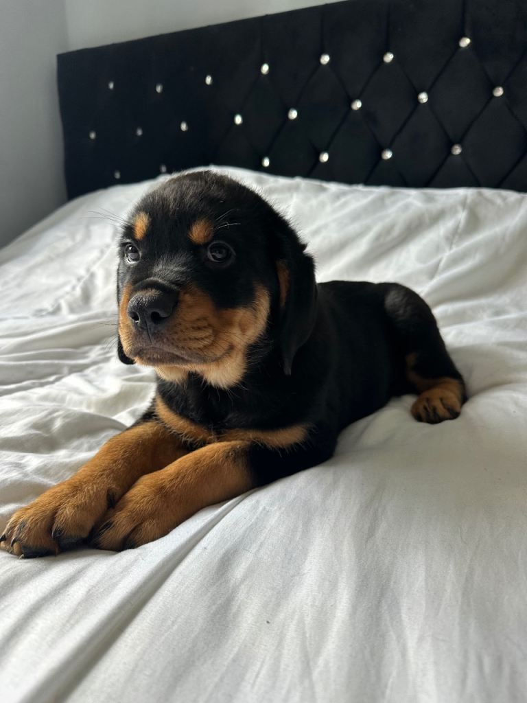 1 MALE Beautiful Rottweiler Puppies - RESERVATION