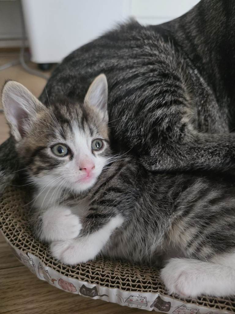 Beautiful kittens looking for homes 