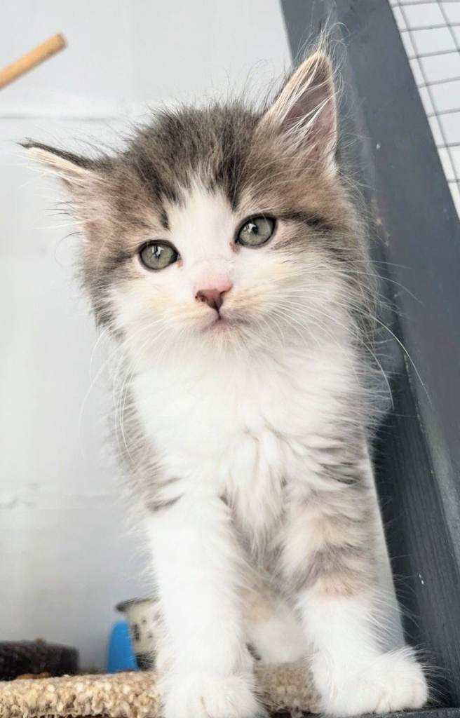 LAST BOY Maine Coon kittens