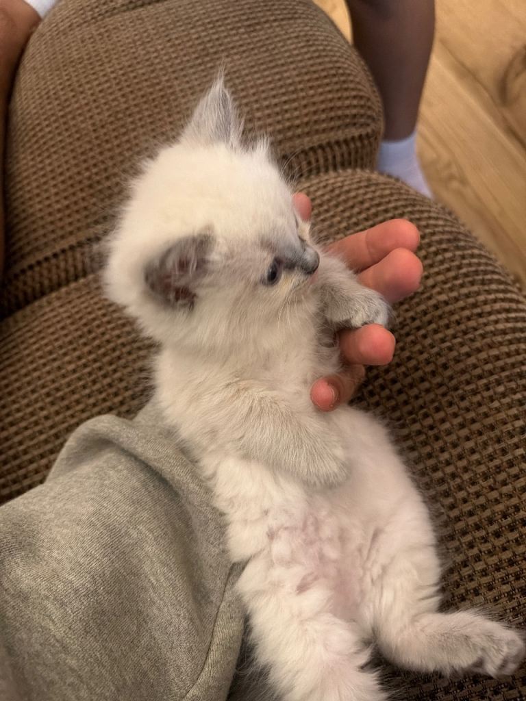 Ragdoll Kittens For sale 