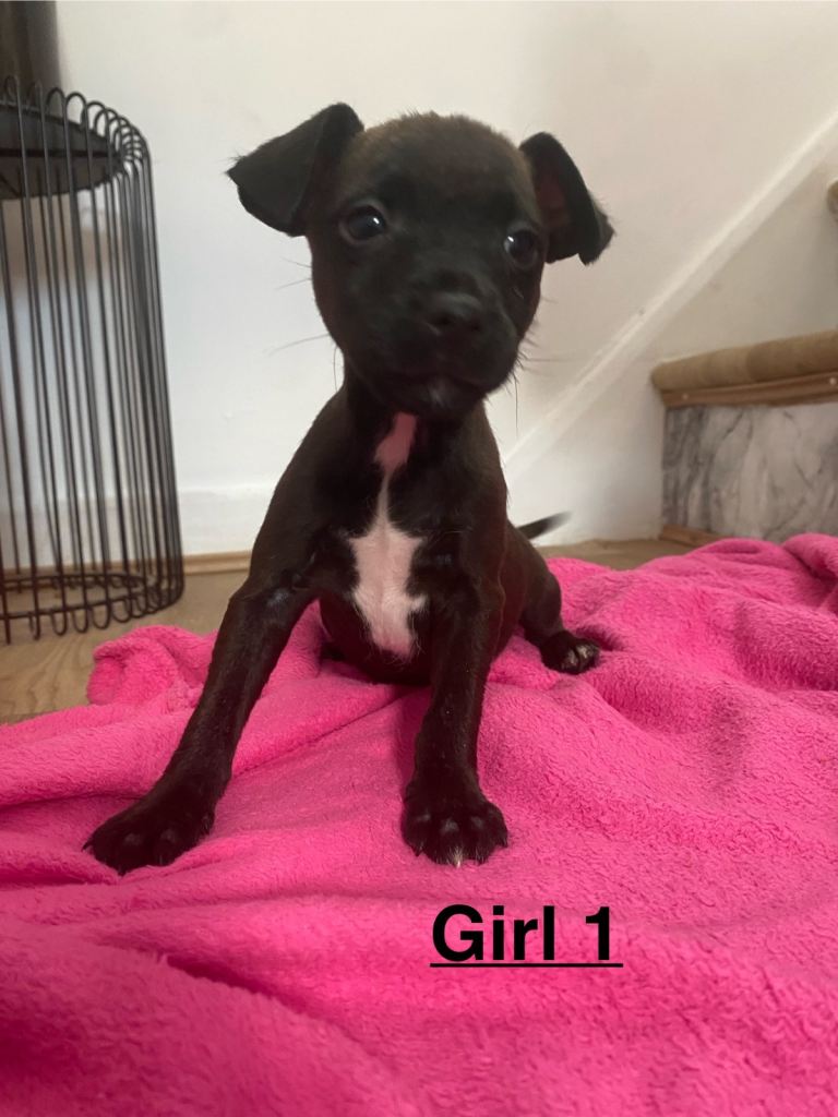 Lakeland x Patterdale puppies 