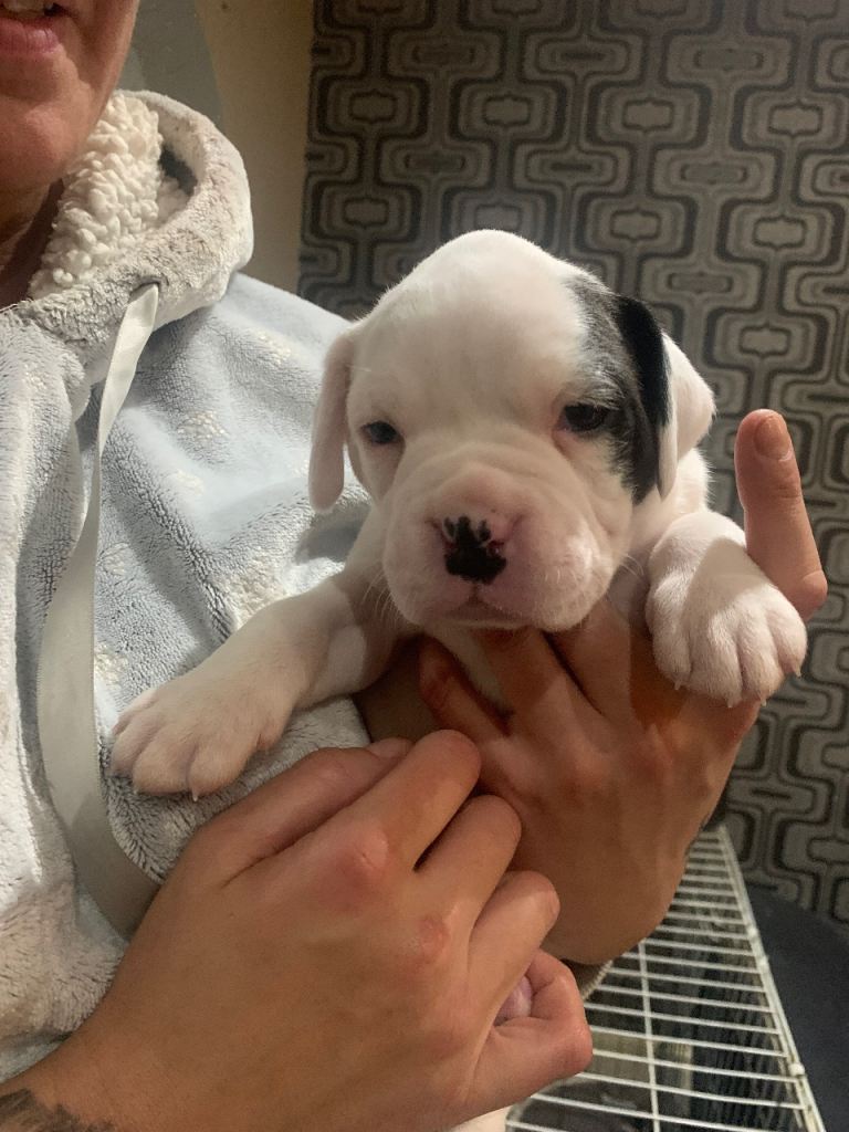 Alpha blue American bulldog x boxer puppy’s 