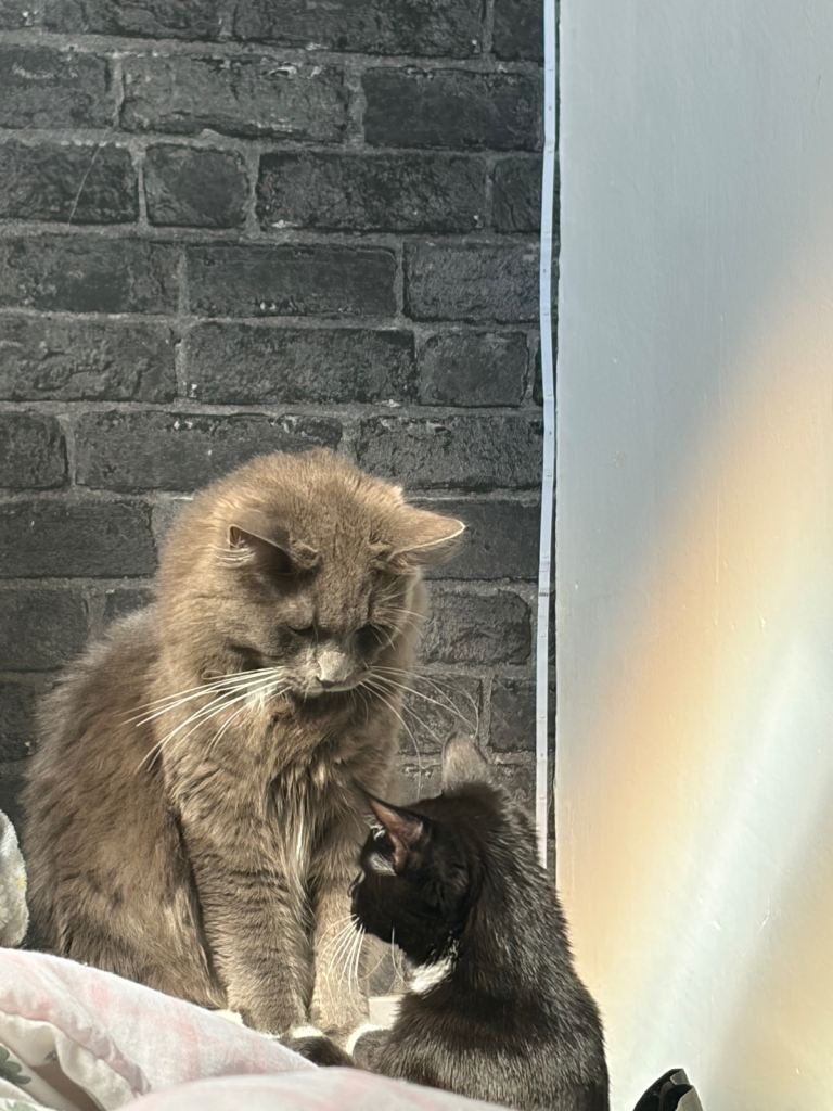 2 cute cats for adoption 