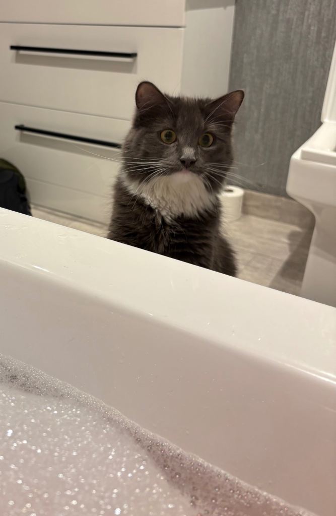 Female Cat 